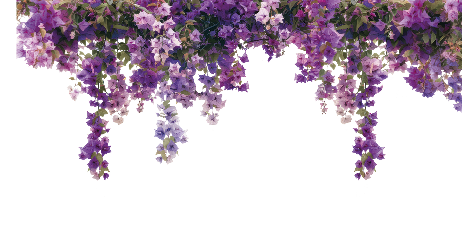 Vibrant cascading pink bougainvillea flowers