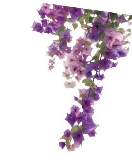 Vibrant cascading pink bougainvillea flowers