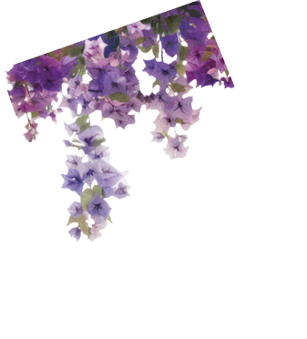 Vibrant cascading pink bougainvillea flowers