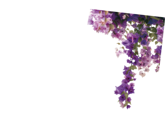 Vibrant cascading pink bougainvillea flowers