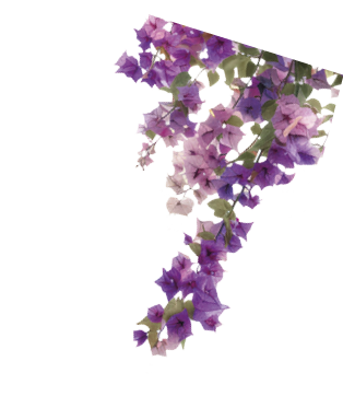 Vibrant cascading pink bougainvillea flowers