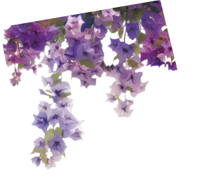 Vibrant cascading pink bougainvillea flowers