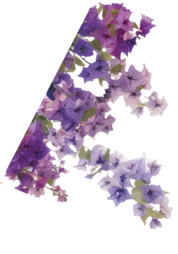 Vibrant cascading pink bougainvillea flowers