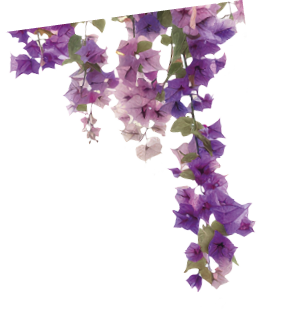 Vibrant cascading pink bougainvillea flowers