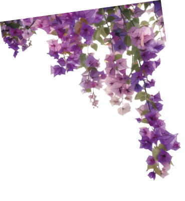 Vibrant cascading pink bougainvillea flowers