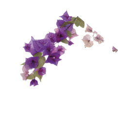 Vibrant cascading pink bougainvillea flowers