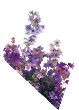 Vibrant cascading pink bougainvillea flowers