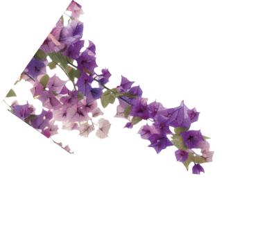 Vibrant cascading pink bougainvillea flowers