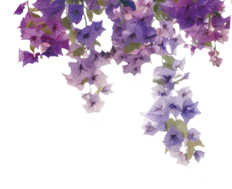 Vibrant cascading pink bougainvillea flowers