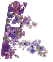 Vibrant cascading pink bougainvillea flowers