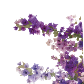 Vibrant cascading pink bougainvillea flowers