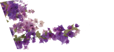 Vibrant cascading pink bougainvillea flowers