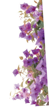 Vibrant cascading pink bougainvillea flowers