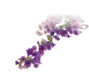 Vibrant cascading pink bougainvillea flowers