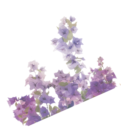 Vibrant cascading pink bougainvillea flowers